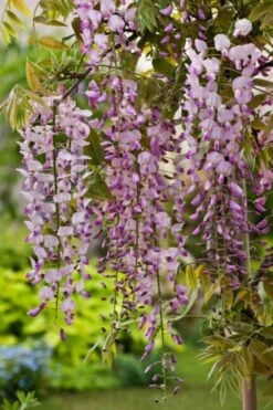 Wisteria Floribunda 'Honbeni' C2 60-70 Cm