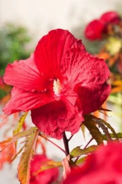 Hibiscus 'Fireball' C5 Cm
