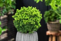 Picea Glauca 'Alberta Globe' C5 25-30 Cm -Tuinbenodigdheden Verkoop 2024 52R49AND 050e 2