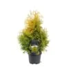 Thuja Occidentalis 'Yellow Ribbon' C3 30-40 Cm