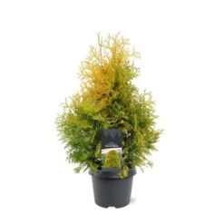 Thuja Occidentalis 'Yellow Ribbon' C3 30-40 Cm