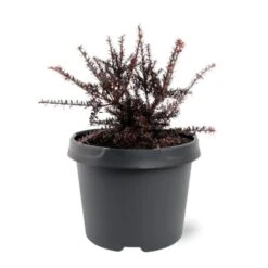 Podocarpus 'Chocolate Box' C3 20-25 Cm