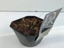 Pennisetum Alopecuroides 'Redhead' C2 Cm