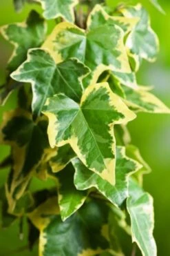 Hedera Helix 'Goldchild' C2 80-100 Cm