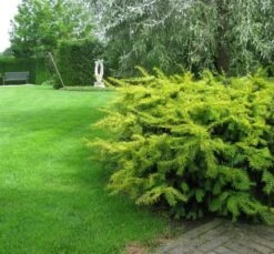 Taxus Baccata 'Summergold' C5 30-40 Cm