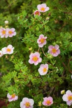 Nieuwkomers -Tuinbenodigdheden Verkoop 2024 59DVX3AS b197