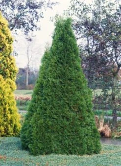 Thuja Occidentalis 'Smaragd' C10 125-150 Cm
