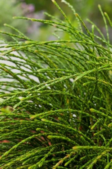 Thuja Plicata 'Whipcord' C20 Cm Stam 180 -Tuinbenodigdheden Verkoop 2024 5ARLXDVH 1d22