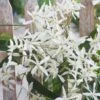 Clematis Armandii 'Snowdrift' C5 150-175 Cm