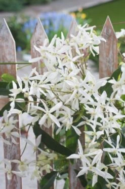 Clematis Armandii 'Snowdrift' C5 150-175 Cm