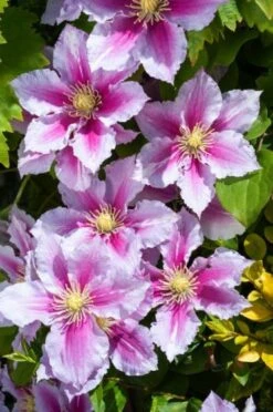 Clematis 'Piilu' C2 60-70 Cm