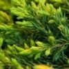 Juniperus Communis 'Goldschatz' C3 20-25 Cm