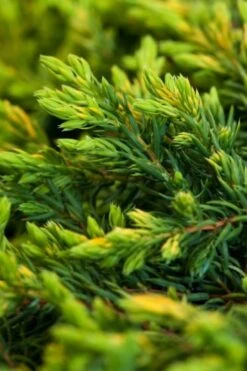 Juniperus Communis 'Goldschatz' C3 20-25 Cm
