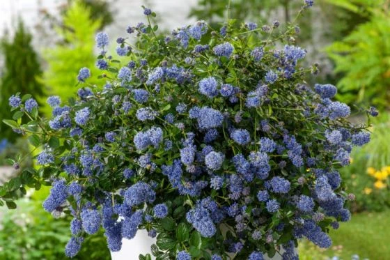 Ceanothus Thyrsiflorus Repens C2 25-30 Cm 2 Ceanothus Thyrsiflorus Repens C2 25-30 Cm - Afbeelding 2