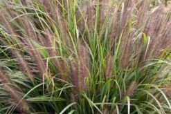 Pennisetum Alopecuroides 'Moudry' P9 Cm