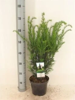 Taxus Media 'Groenland' C3 40-50 Cm -Tuinbenodigdheden Verkoop 2024 5DYY2BRV 075f