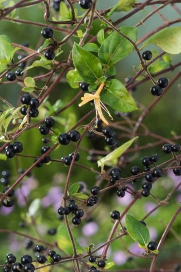 Lonicera Japonica 'Hall's Prolific' C2 60-70 Cm 2 Lonicera Japonica 'Hall's Prolific' C2 60-70 Cm - Afbeelding 2