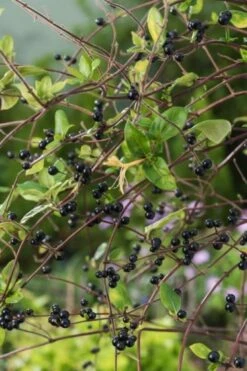 Lonicera Japonica 'Hall's Prolific' C2 80-100 Cm 5 Lonicera Japonica 'Hall's Prolific' C2 80-100 Cm -Tuinbenodigdheden Verkoop 2024 5J46GSBA 6bda
