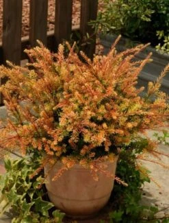 Podocarpus 'County Park Fire' C3 20-25 Cm