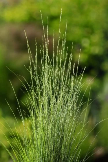 Molinia Caerulea 'Heidebraut' C2 Cm 10 Stuks 2 Molinia Caerulea 'Heidebraut' C2 Cm 10 Stuks - Afbeelding 2