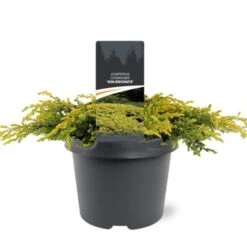 Juniperus Communis 'Goldschatz' C3 20-25 Cm -Tuinbenodigdheden Verkoop 2024 5JZX87XL f720