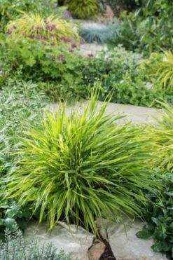 Hakonechloa Macra 'Albostriata' P9 Cm