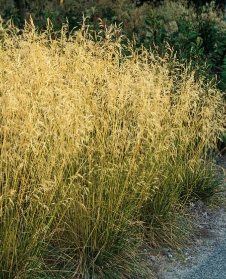 Deschampsia Cespitosa 'Bronzeschleier' P9 Cm 1 Deschampsia Cespitosa 'Bronzeschleier' P9 Cm
