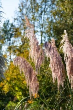 Cortaderia Selloana 'Pink Feather' C3 40-60 Cm