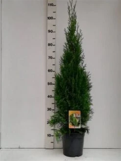Thuja Occidentalis 'Smaragd' C3.5 80-100 Cm