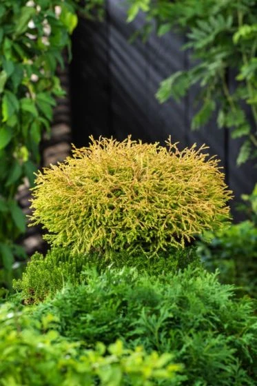 Thuja Occidentalis 'Golden Tuffet' C2 25-30 Cm 2 Thuja Occidentalis 'Golden Tuffet' C2 25-30 Cm - Afbeelding 2