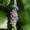 Pontederia Cordata P9 Cm