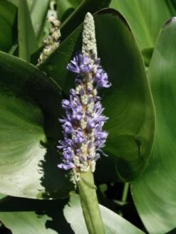 Pontederia Cordata P9 Cm