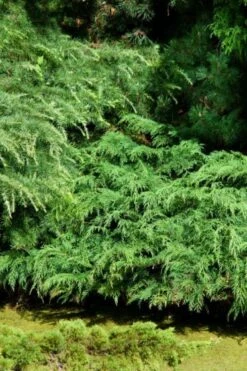 Microbiota Decussata C3.5 30-40 Cm