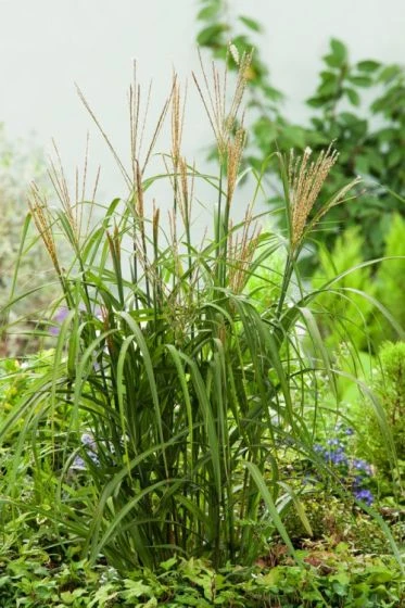 Miscanthus Sinensis 'Korea' P11 Cm 1 Miscanthus Sinensis 'Korea' P11 Cm