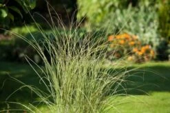 Miscanthus Sinensis 'Morning Light' P9 Cm -Tuinbenodigdheden Verkoop 2024 5RGRXNGB 500d