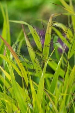 Hakonechloa Macra 'Beni-kaze' P9 Cm -Tuinbenodigdheden Verkoop 2024 5S19DAYR baff