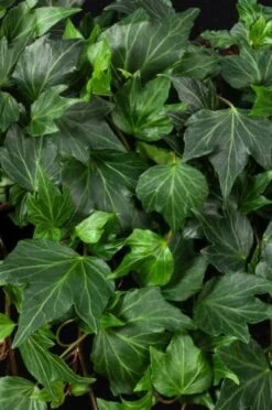 Hedera Helix 'Green Ripple' C2 80-100 Cm
