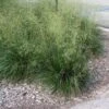 Deschampsia Cespitosa 'Schottland' P9 Cm