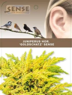 Juniperus Communis 'Goldschatz' C2 25-30 Cm -Tuinbenodigdheden Verkoop 2024 5SCYBACR 7b06