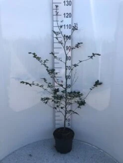 Fagus Sylvatica 'Atropunicea' C5 125-150 Cm