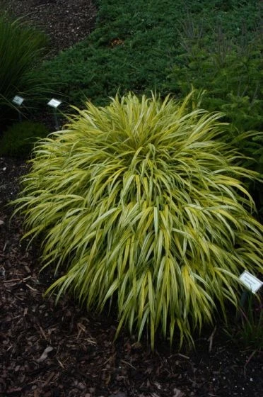 Hakonechloa Macra 'Aureola' C2 Cm 1 Hakonechloa Macra 'Aureola' C2 Cm