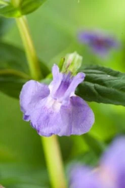 Mimulus Ringens M18 Cm
