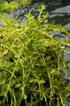 Rotala Rotundifolia M11 Cm