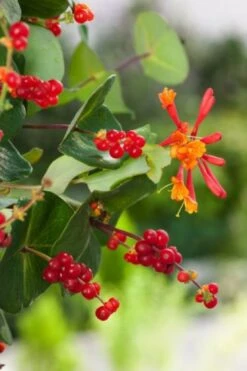 Lonicera Brownii 'Dropmore Scarlet' C2 80-100 Cm -Tuinbenodigdheden Verkoop 2024 5WK11HAP 33b2