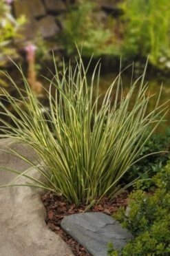 Acorus Gramineus 'Argenteostriatus' C1 Cm