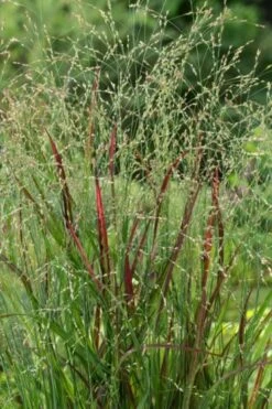 Panicum Virgatum 'Sangria' C2 Cm