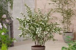 Spiraea Vanhouttei C3 60-80 Cm 5 Spiraea Vanhouttei C3 60-80 Cm -Tuinbenodigdheden Verkoop 2024 5YWH3WJT 7e5e