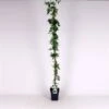 Jasminum Officinale C5 150-175 Cm