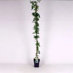 Jasminum Officinale C5 150-175 Cm
