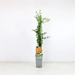 Pyracantha 'Soleil D'Or' C2 60-70 Cm 5 Pyracantha 'Soleil D'Or' C2 60-70 Cm -Tuinbenodigdheden Verkoop 2024 617XJEY5 bd2c